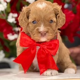 Galaxy - Apricot female Cavapoo puppy in Apple Valley, California from Fletcher Fuzzy Friends