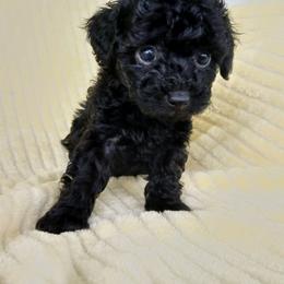Mitchell - Black male Poodle puppy in Blanch, North Carolina from Faithful Hearts Kennel