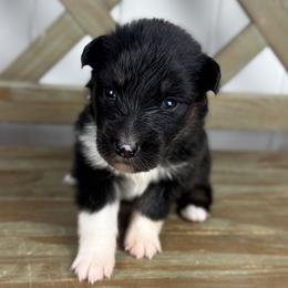 Girl 3 - Black tri-color female Australian Shepherd puppy in Volant, Pennsylvania from Addie's Aussies