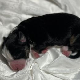 Hunter - Black tri male Miniature Australian Shepherd puppy in Visalia, California from Furrever.Mini.Aussies.llc