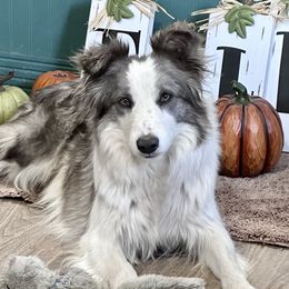 Baylee - Border Collie