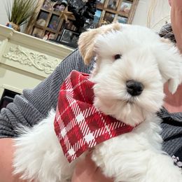 Red parti - Wheaten male Miniature Schnauzer puppy in Forest, Virginia from Prestige Kennel