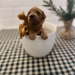 Goldendoodle Puppies from Proctor’s Petite Goldendoodles