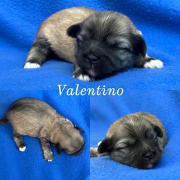 Valentino - Red gold male Lhasa Apso puppy in Cincinnati, Ohio from Shangri-La Lhasa Apsos