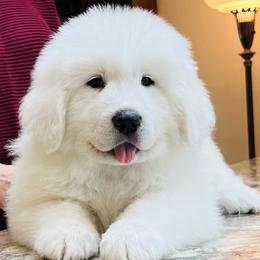 Great Pyrenees from Polar Light Great Pyrenees