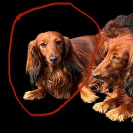 Nikita - Dachshund