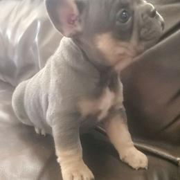 Shelly - Tricolors female French Bulldog puppy in Stockton, Missouri from Willis Family Frenchies