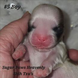 5th born - Tricolor male Shih Tzu puppy in Havelock, North Carolina from Sugar Paws Heavenly Shih Tzu’s