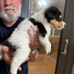 Comet - Rough Collie - White male Collie puppy in Lonoke, Arkansas from Colley Collies