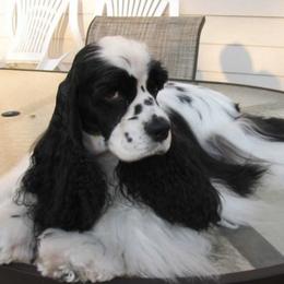 Cocker Spaniels from Trifecta Cockers