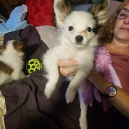 Fred - White and black male Papillon puppy in Middletown, New York from Patti's Pappi Puppies  (Puppies due end of July!!!)