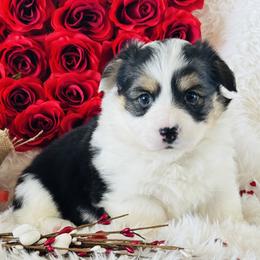 Cupid - Black and tan male Pembroke Welsh Corgi puppy in Muldrow, Oklahoma from Dean’s Rustic Ranch Corgis and Horses