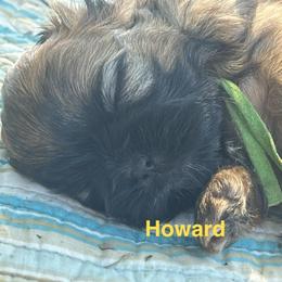Howard - Black and tan male Shih Tzu puppy in Bloomfield, Indiana from Meihem Pups
