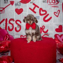 Treasure - Poodle