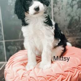 Mittsy - Tri-color female Bernedoodle puppy in Pasco, Washington from Camp Doodle Woods