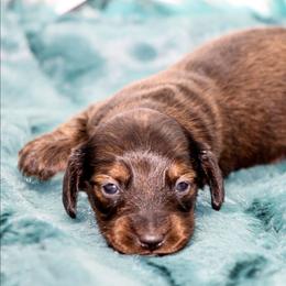 Male 1 - Chocolate male Dachshund puppy in Childress, Texas from Taylor Farms
