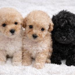 Maltipoo puppies from Celebrity Maltipoos