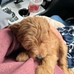 Goldendoodle Puppies from Mini Goldendoodles of New England