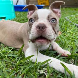 Boston Terrier Puppies from Lola’s House of Bostons & Rescue