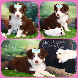 Lexus - Red tri female Toy Australian Shepherd puppy in Levelland, Texas from Once Upon a Time Aussies