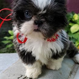 Shih Tzus from Fantasy Forest Kennels
