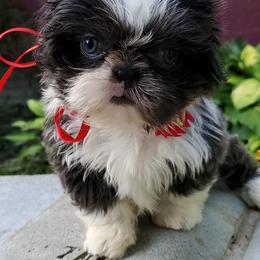 Shih Tzus from Fantasy Forest Kennels