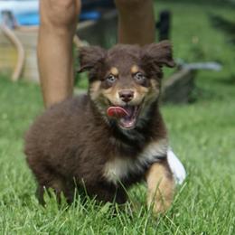 Garrick - Red tri-color male Australian Shepherd puppy in Holmesville, Ohio from Coffee Run Spring at Miller Farms