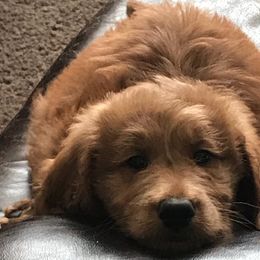 Goldendoodle Puppies from Carefree Goldendoodles
