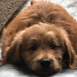 Goldendoodle Puppies from Carefree Goldendoodles