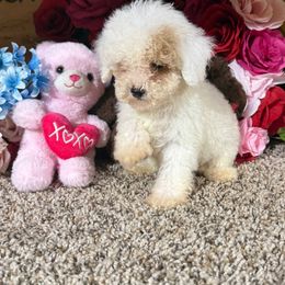 Lucy- CKC - White female Poodle puppy in Cary, North Carolina from Happy puppies