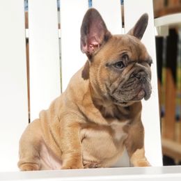 French Bulldog Puppies from Emeraldfrenchies