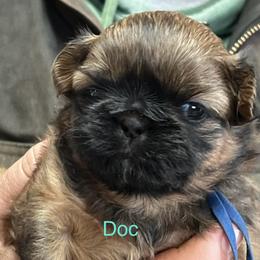 Doc - Chocolate and tan male Shih Tzu puppy in Bloomfield, Indiana from Meihem Pups
