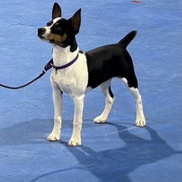 Sage - Rat Terrier