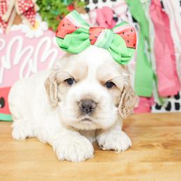 Emma - Buff and white female Cocker Spaniel puppy in Rattan, Oklahoma from Double M Cocker Spaniels