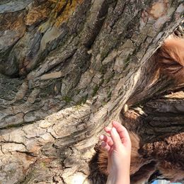 Poodle Puppies from My Buddies Puppies