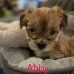 Abby - Tan female Morkie puppy in Forest City, Iowa from Weiss's Puppies
