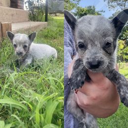 Australian Cattle Dog Puppies from Twisted C Heelers