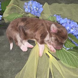 Boba Fett - Brown merle male Aussiedoodle puppy in Cumberland, Rhode Island from W Doodle Crew