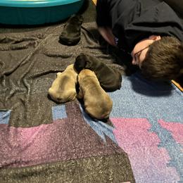 French Bulldog Puppies from Stratton Kennel