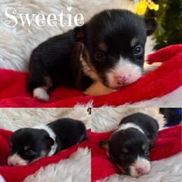 Sweetie - Black and tan female Pembroke Welsh Corgi puppy in Lake City, Minnesota from Lake Pepin Corgi's