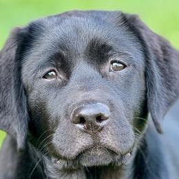 Labrador Retrievers from Infinity Labradors