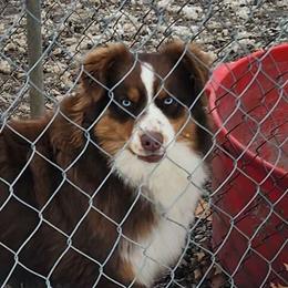 Flirt - Australian Shepherd
