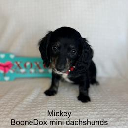 Mickey - Black and cream male Dachshund puppy in Lexington, Oklahoma from BooneDox Miniature Dachshunds
