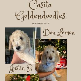 Goldendoodle Puppies from Casita Goldendoodles