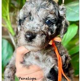 PENELOPE - Merle female Goldendoodle puppy in Houston, Texas from Pia’s Doodle Poodle Wag