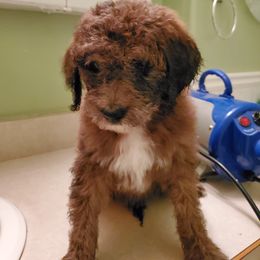 Aussiedoodle Puppies from Color Country Doodles