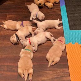 Golden Retriever Puppies from EP's Golden Retrievers