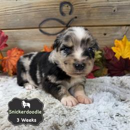 Snickerdoodle - Blue merle male Australian Shepherd puppy in El Dorado Springs, Missouri from OR Aussies