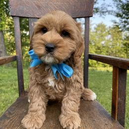 Australian Labradoodle Puppies from Wild Daisy Labradoodles