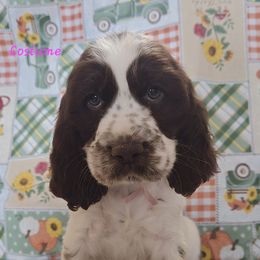 CostumeHOLDno more inquiries please - Liver and white female English Springer Spaniel puppy in Brodhead, Wisconsin from Pinwheel Acres